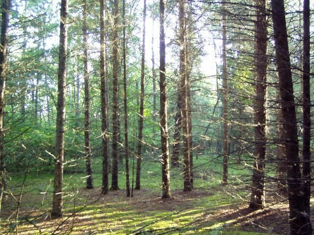 Lot3 Blk 1 Falling Leaf Trl, Park Rapids, MN 56470