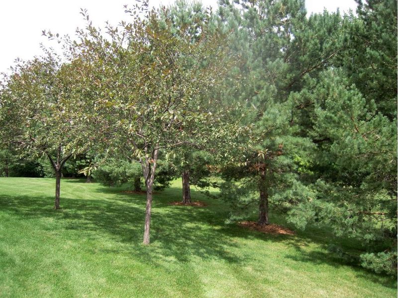932 Golden Pond Ct, Buffalo, MN 55313
