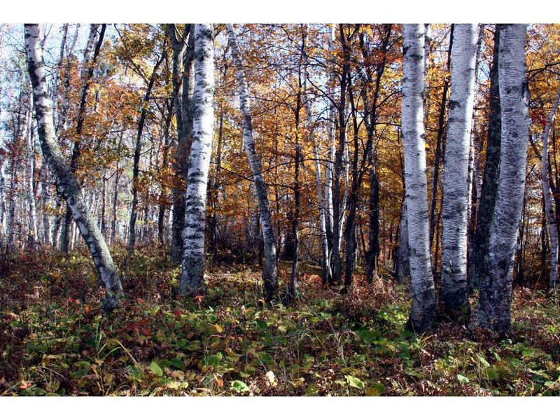Na Xxxx County Rd 3, Crosslake, MN 56442