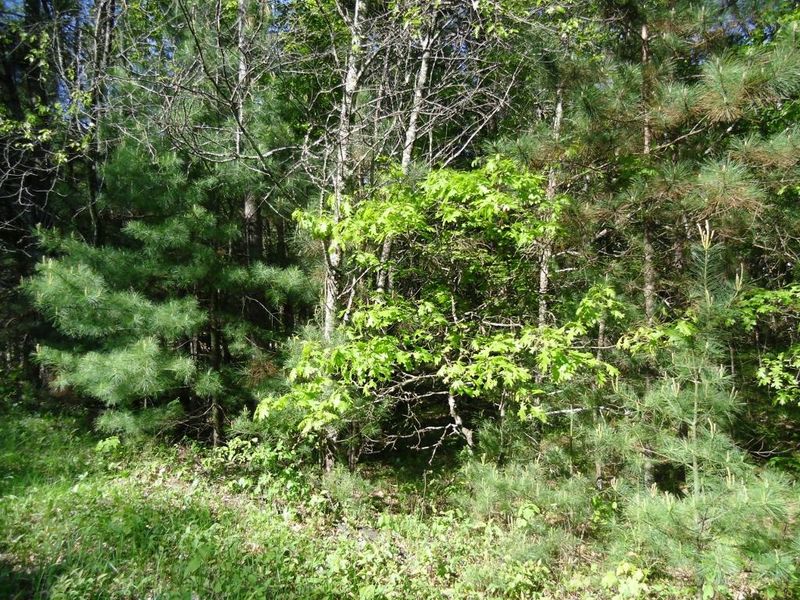 Lot 12 Oriole Dr, Webb Lake, WI 54830