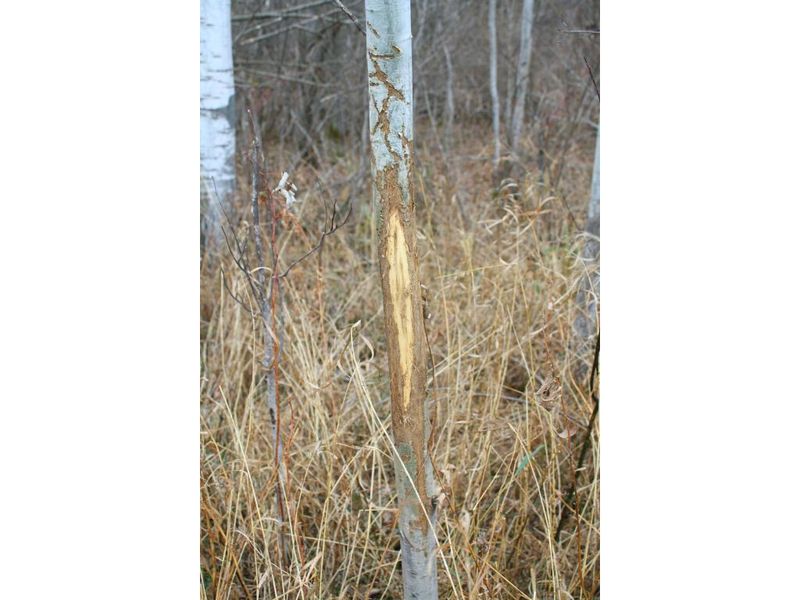 XXX Hwy 27, Little Falls, MN 56345