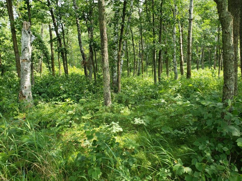 TBD - LOT 4 County Rd 18, Nisswa, MN 56468