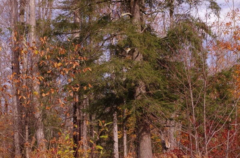 00 Old Grade Rd, Grand View, WI 54839