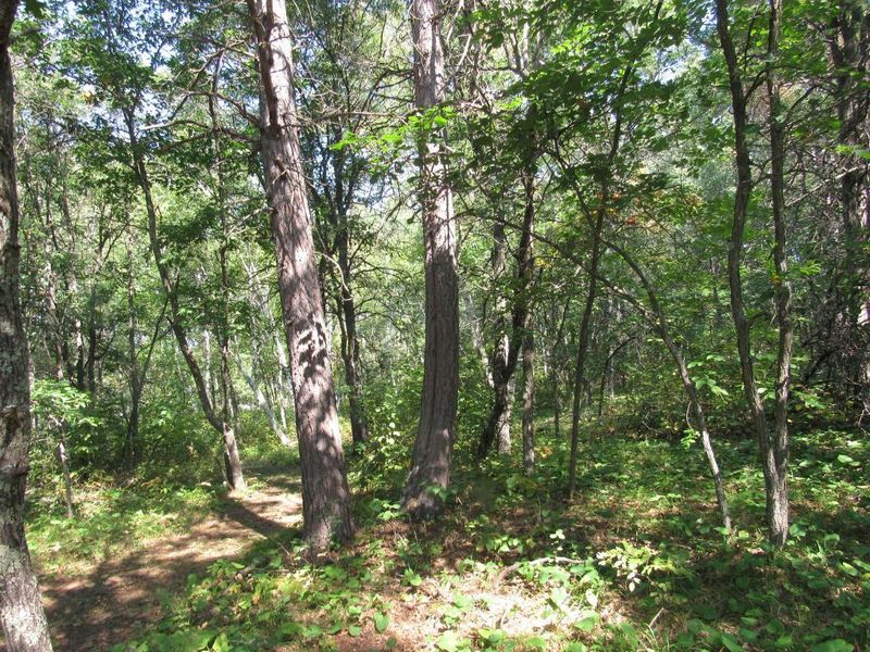 TBD9 Early Bird Dr, Park Rapids, MN 56470