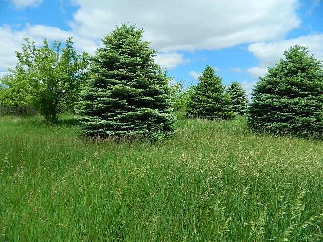 County Rd Jones Ave, Rushmore, MN 56168