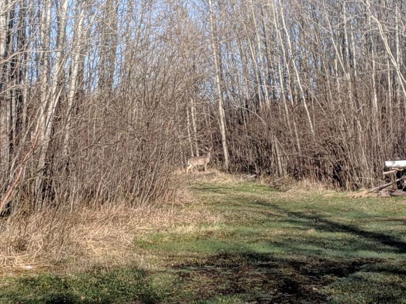 XXX Walczak Rd, Kettle River, MN 55757