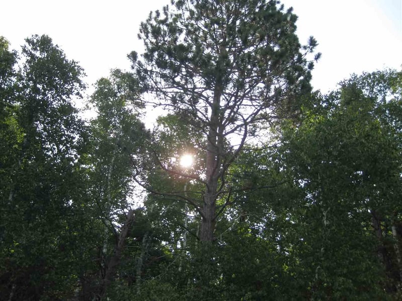 TBD Forestry Rd, Balsam Twp, MN 55709