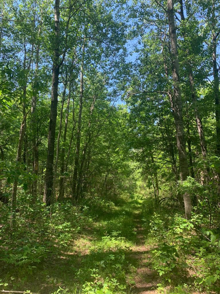 1595 Frog Lake Rd, Webb Lake, WI 54830