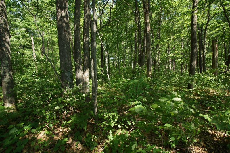 Lot 20 Jonans Rd, Stone Lake, WI 54876