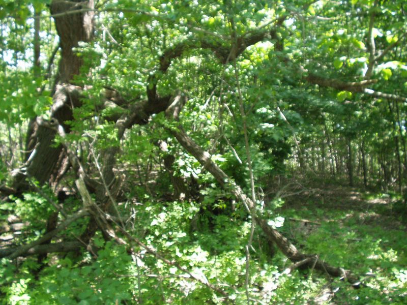 Lot 13 Blk 1 W Stalker Rd, Dalton, MN 56324