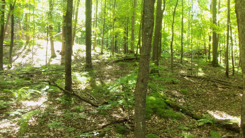 6.58 ACRES Chippewa Trl, Luck, WI 54853