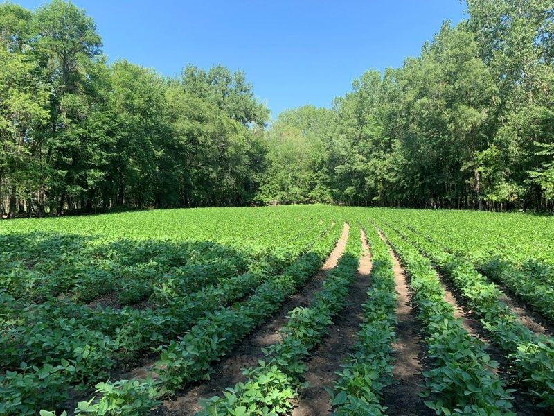 XXX County Rd 5, Franklin, MN 55333