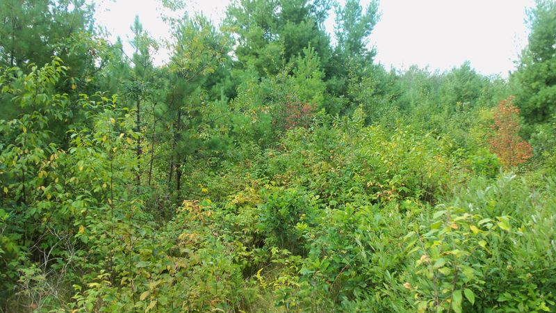 LOT 5 Cty Hwy E, Springbrook, WI 54875