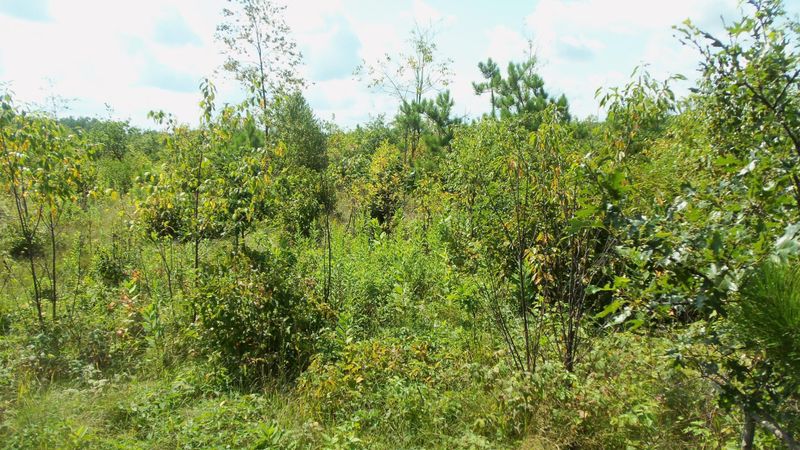 LOT 7 Cty Hwy E, Springbrook, WI 54875