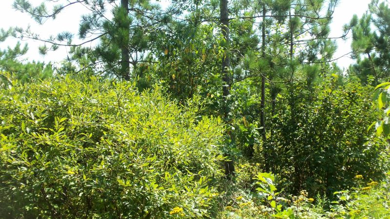 LOT 8 Cty Hwy E, Springbrook, WI 54875