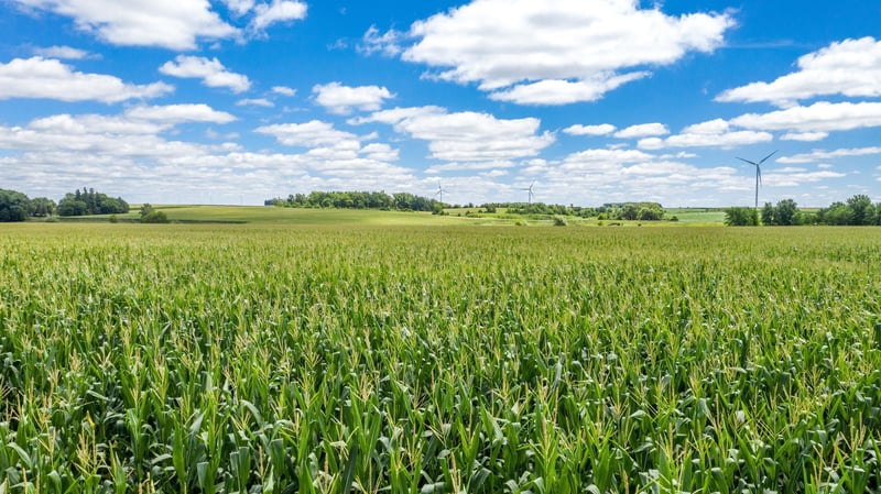 TBD State Hwy 30 Hayfield, Hayfield, MN 55940