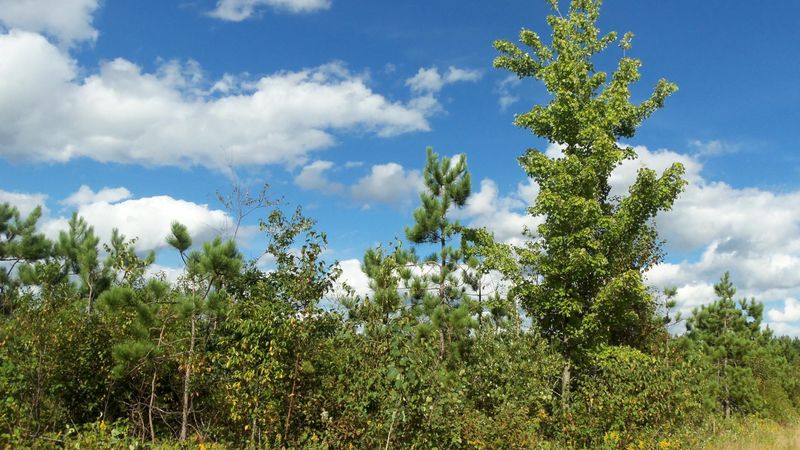 LOT 13 Pine Tree Trl, Springbrook, WI 54875