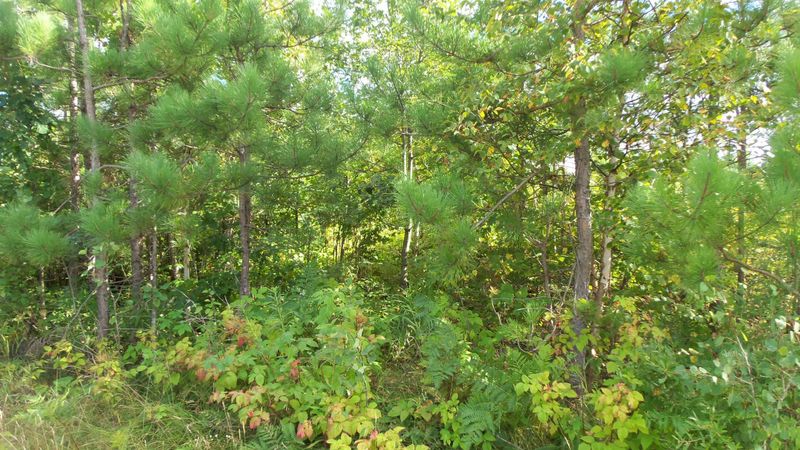 LOT 13 Pine Tree Trl, Springbrook, WI 54875