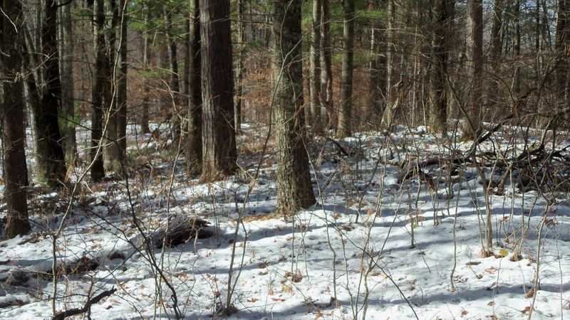 LOT 7 Firefly Ln, Webster, WI 54893