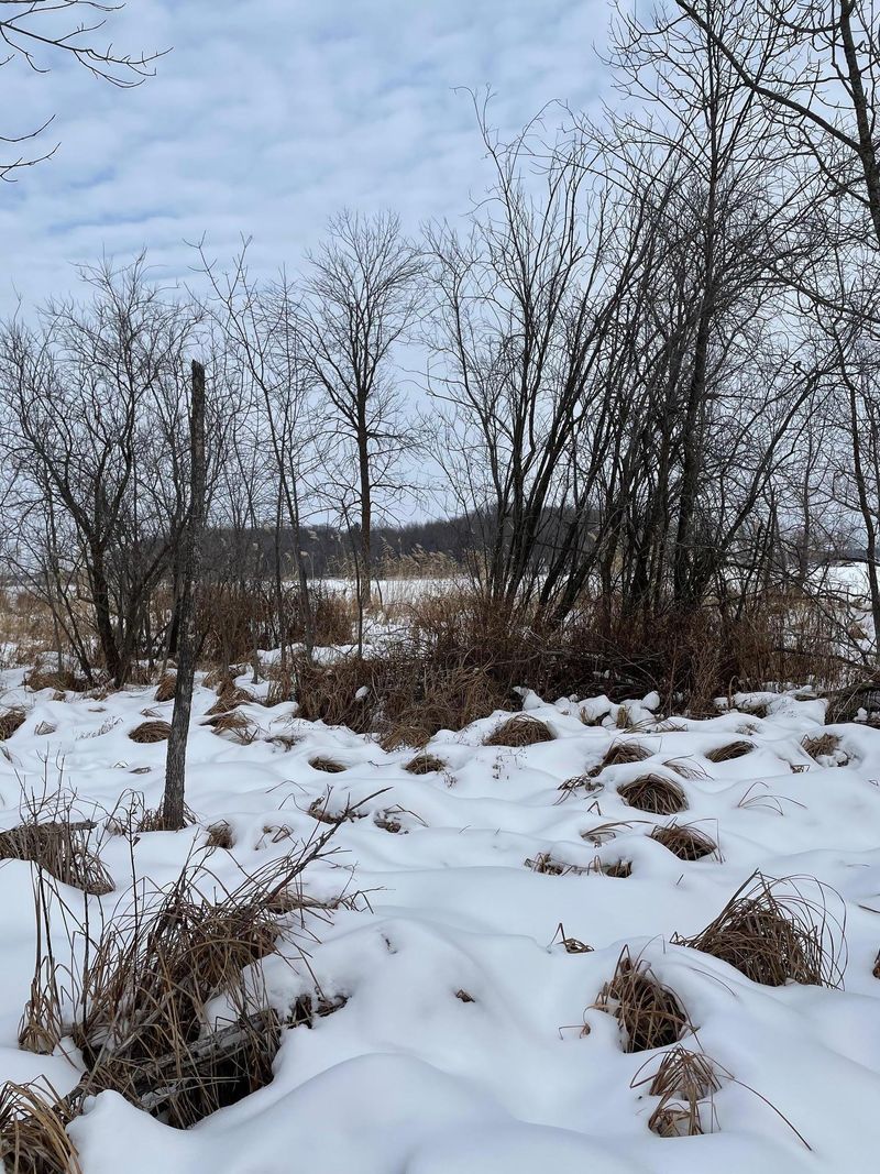 XXX Olson Dr, Stanchfield, MN 55080