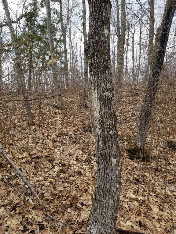 TBD Moose Trl, Laporte, MN 56461
