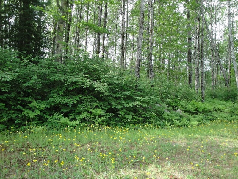 TBD Us Highway 2, Swan River, MN 55784
