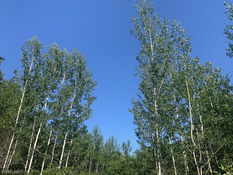 XXX Flute Reed Rd, Hovland, MN 55606