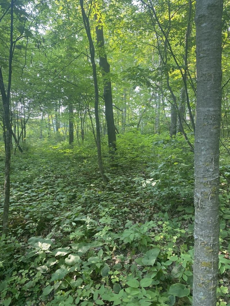 TBD Tbd Flintstone Rd, Cushing, MN 56443