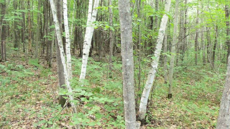 LOT 7 Cty Rd X, Webster, WI 54893