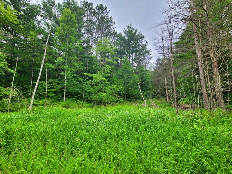 XXX S Shore Rd, Couderay, WI 54828