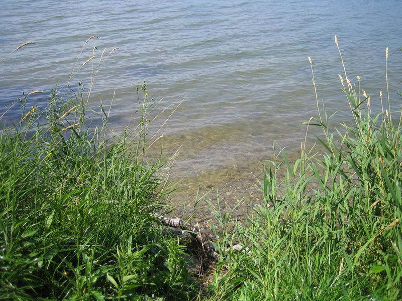Tract D Dead Lake Ln, Richville, MN 56576