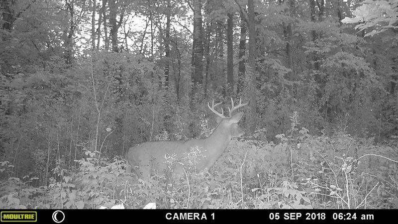 Tbd Yellow Head Trl, Rochert, MN 56578
