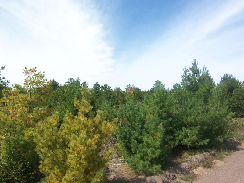 Lot 7 Ashtons Trl, Webster, WI 54893