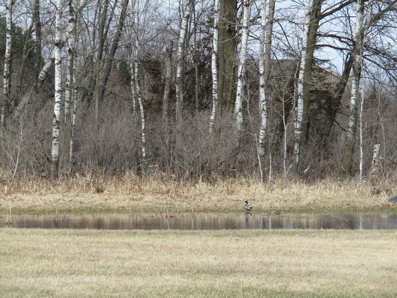 33007 Teal Ave, Shafer, MN 55074