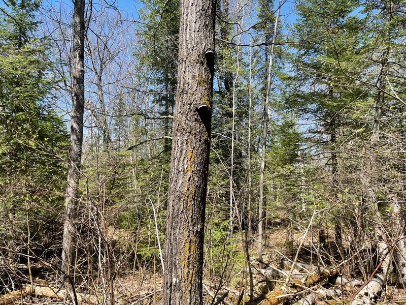 XXX County Rd E, Solon Springs, WI 54873