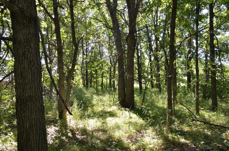 Tbd Leisure Dr, Cushing, MN 56443