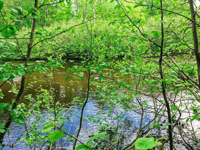 Lot 4 Sundling Rd, Winter, WI 54896