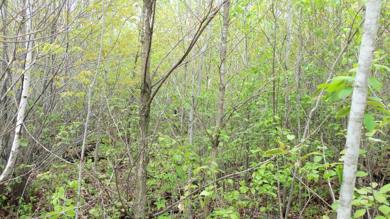 LOT 1 Beaver Dam Rd, Hertel, WI 54845