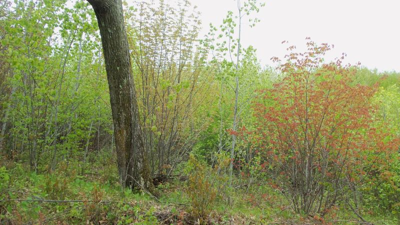 LOT 5 Beaver Dam Rd, Spooner, WI 54801