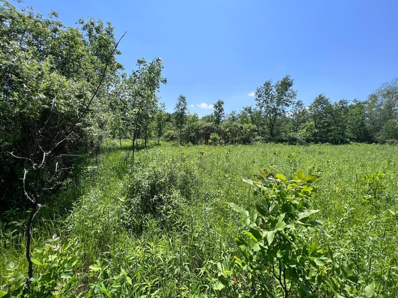 XXX 172nd St, Princeton, MN 55398