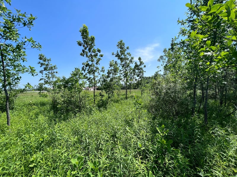 XXX 172nd St, Princeton, MN 55398