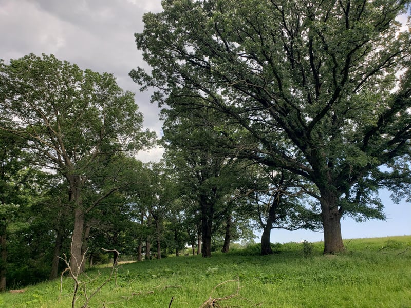 TBD County 23, Canton, MN 55922