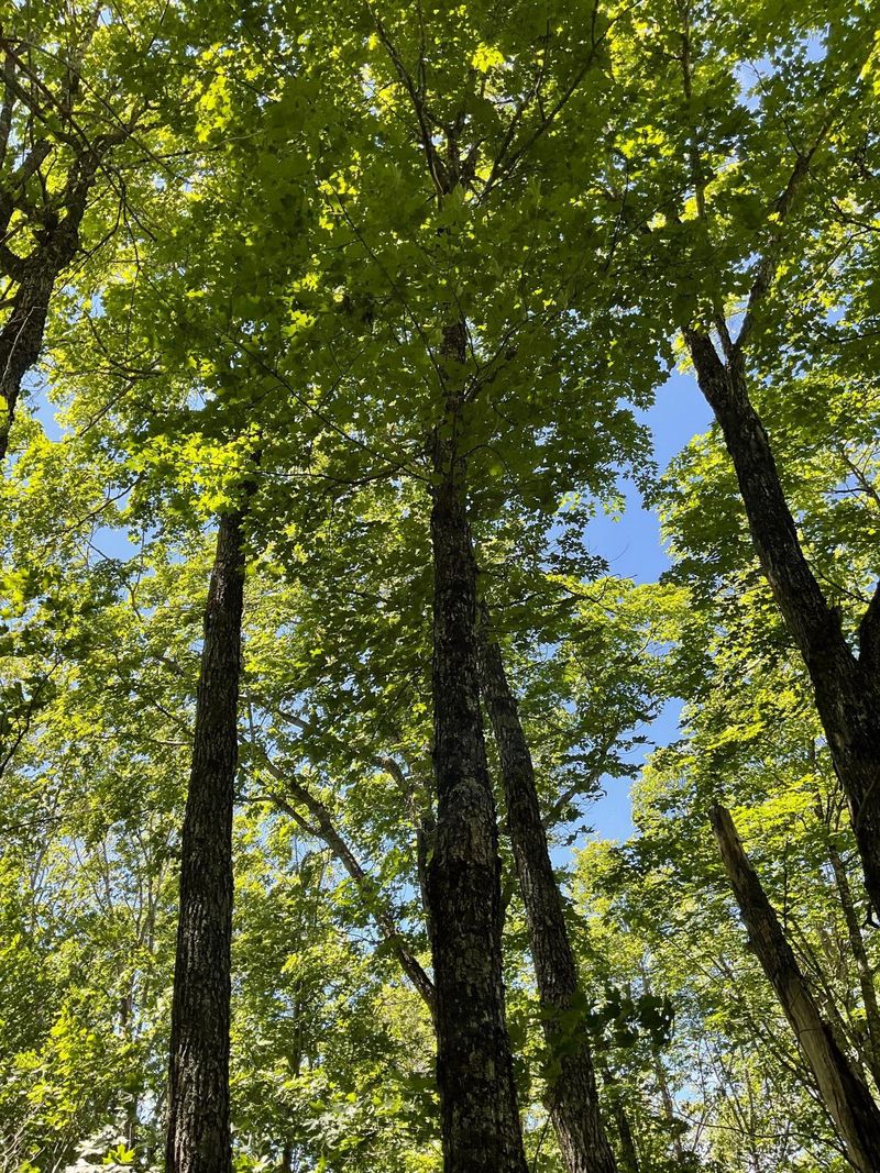 Lot 9 Block3 Hillside Dr, Lutsen, MN 55612