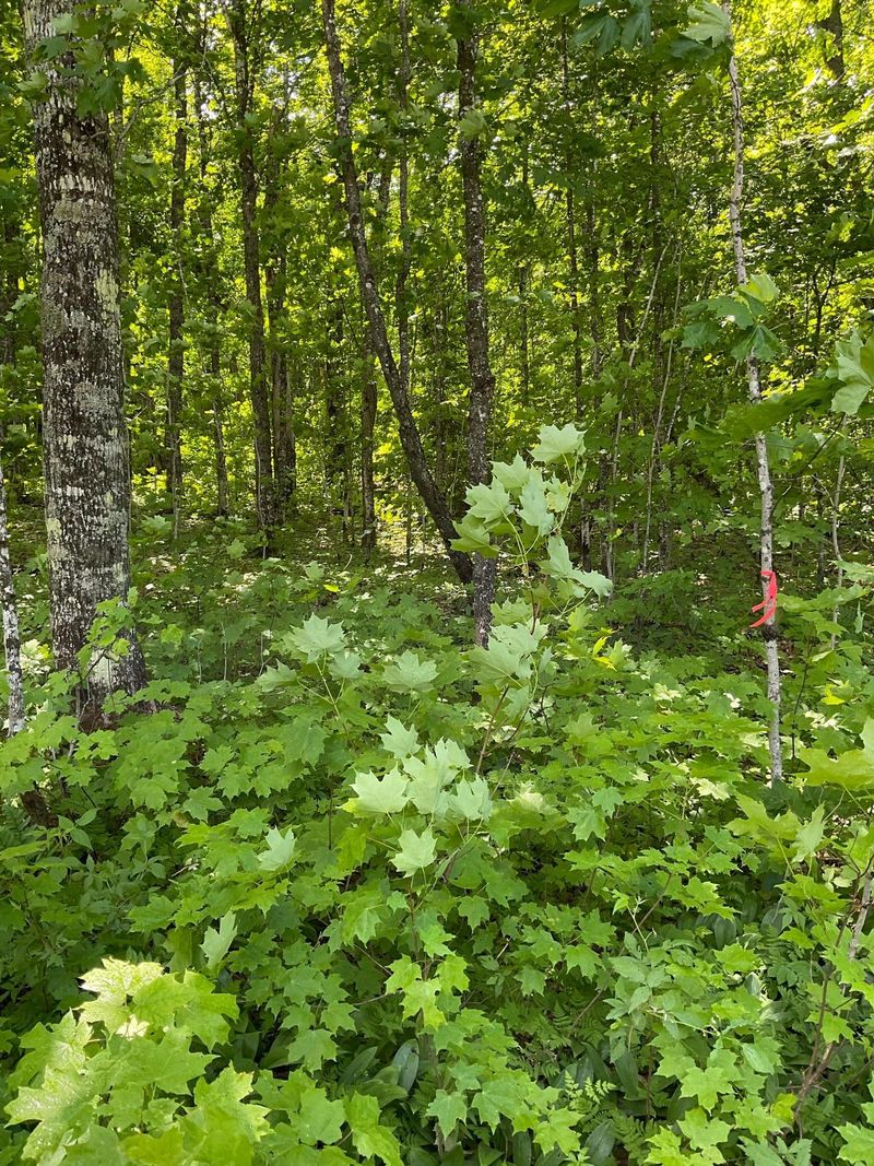 Lot 9 Block3 Hillside Dr, Lutsen, MN 55612