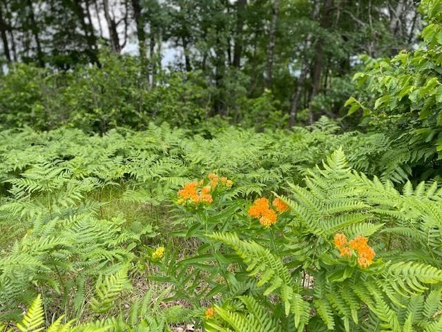 xxx Sand River Rd, Hinckley, MN 55037