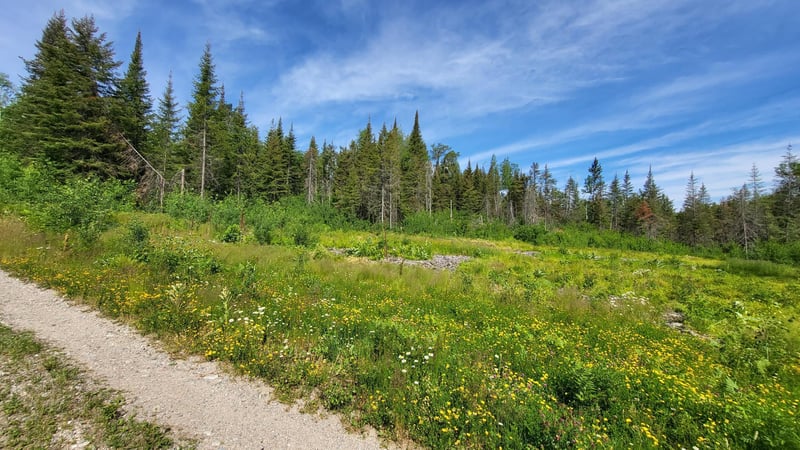 xx5 Crane Lake Rd, Crane Lake, MN 55725