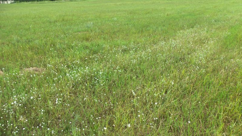 LOT 4 Jack Pine Trl, Webster, WI 54893