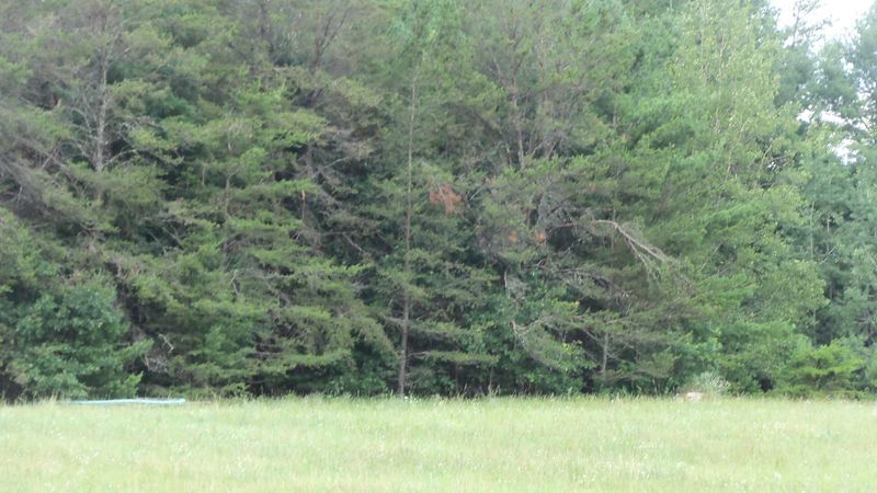 LOT 5 Jack Pine Trl, Webster, WI 54893