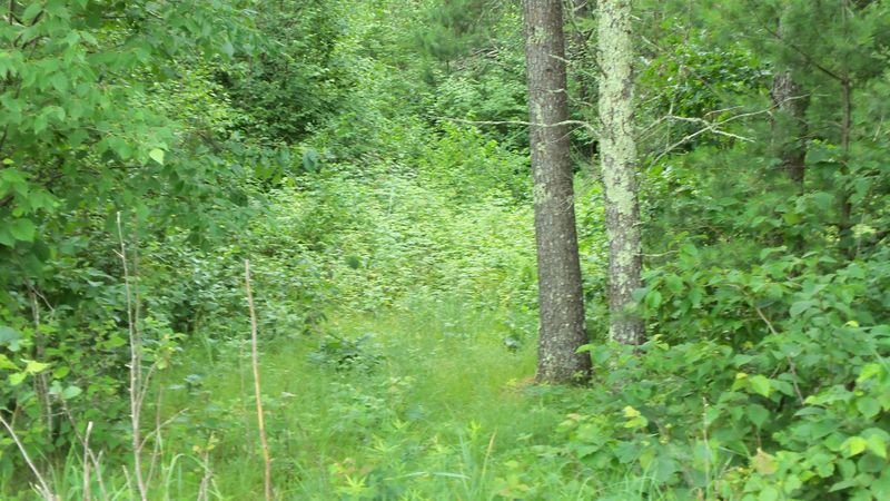 LOT 6 Jack Pine Trl, Webster, WI 54893