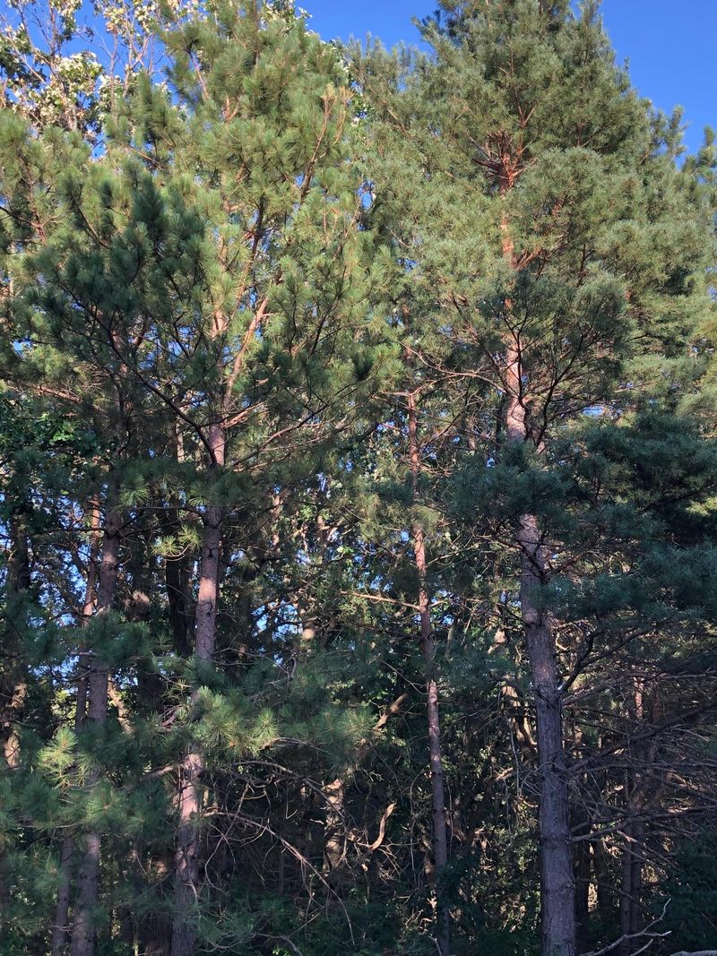 XXXXX 167th St NW, Big Lake, MN 55309